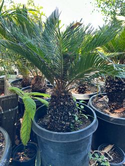 Sago Palm
