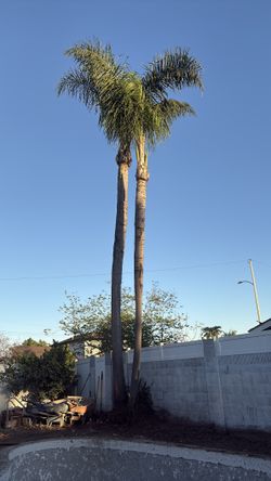 Twin Palms