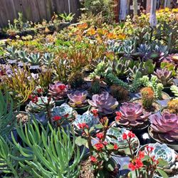 Succulents &  Cacti