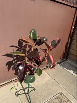 8” pink ruby rubber plant