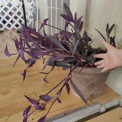 💜 PURPLE HEART PLANT EXTERIOR /$15/ CORAZON PURPURA / NELLIS BLVD & CHEYENNE AVE 