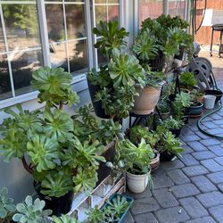 Suculentas Grandes  Para Que Reproduzcas Más 