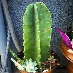 Peruvian Cactus & Succulent Planter 🌵🪷