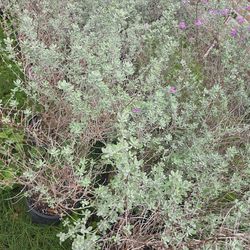 Texas sage 3gallon