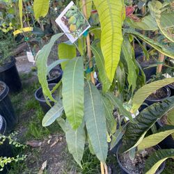 Mango Criollo