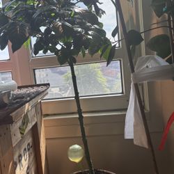 Gardenia tree Live Real Plants 
