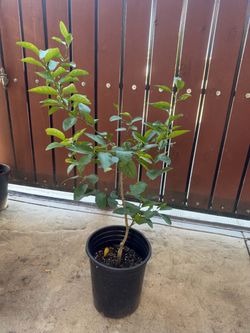 Mexican lemon
