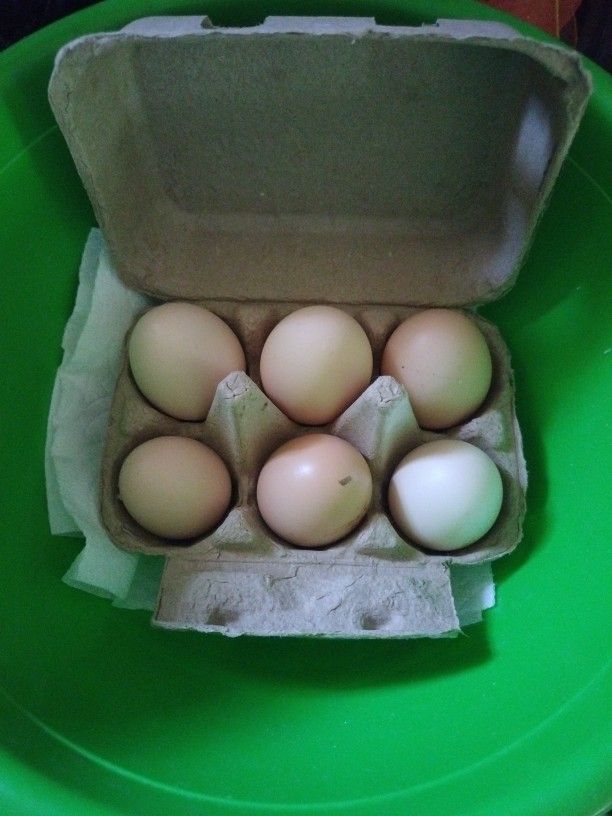 Fresh Eggs 🥚🥚.