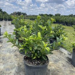 sweet viburnum 7gallon $25 ready to deliver 