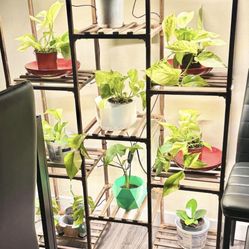 Shelf For Plants No Light $45 With Light $85