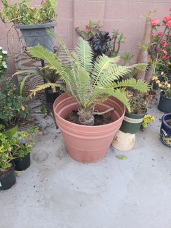 Dioon 