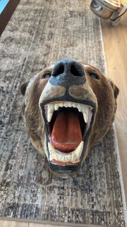 Brown Bear Taxidermy Wall Mount