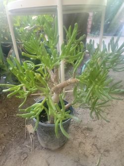 6" Pot Succulent