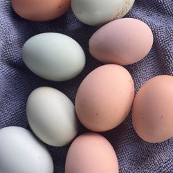 Original eggs free cage