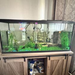 Fish Tank 