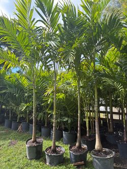 Christmas Palms
