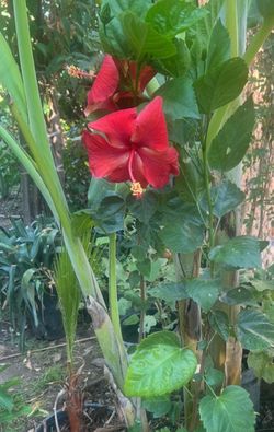 BRILLIANT HIBISCUS plant