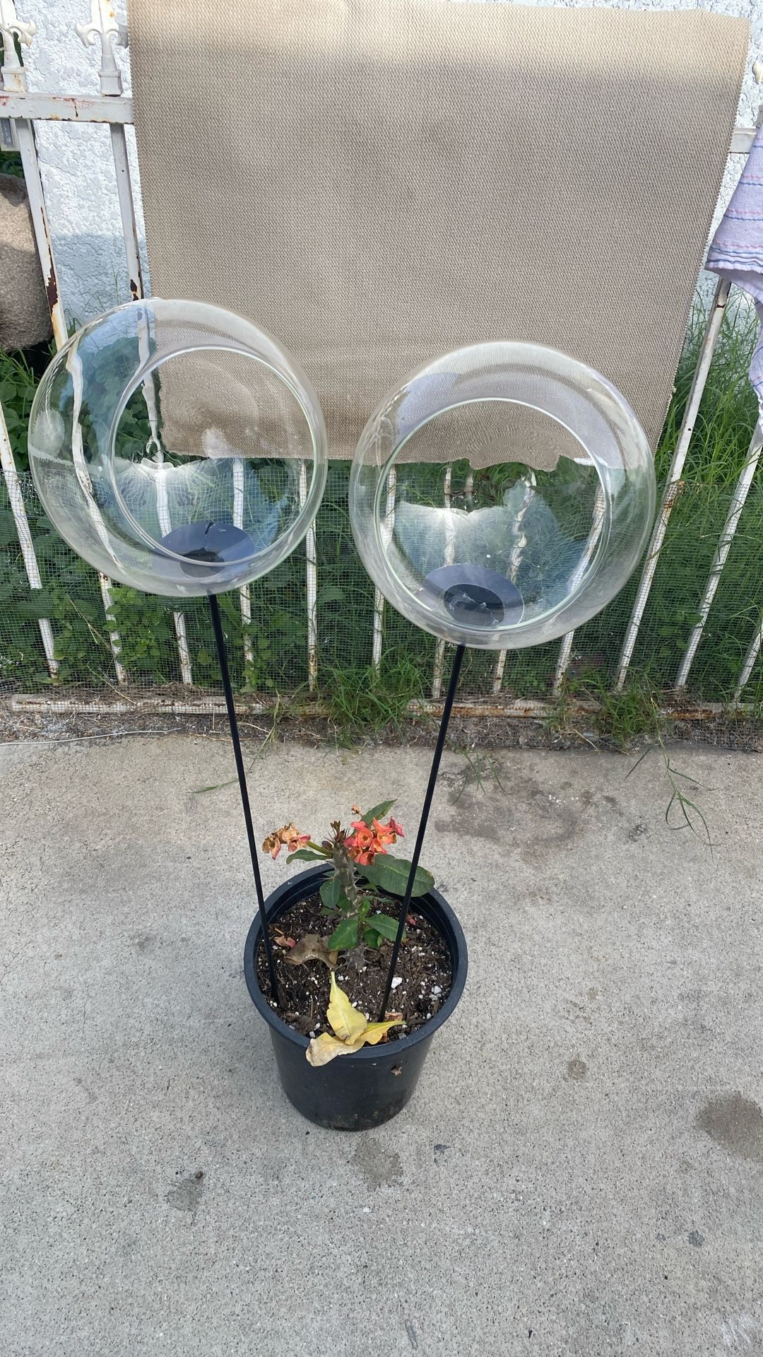 Glass Sphere. Terrarium Vase &stand