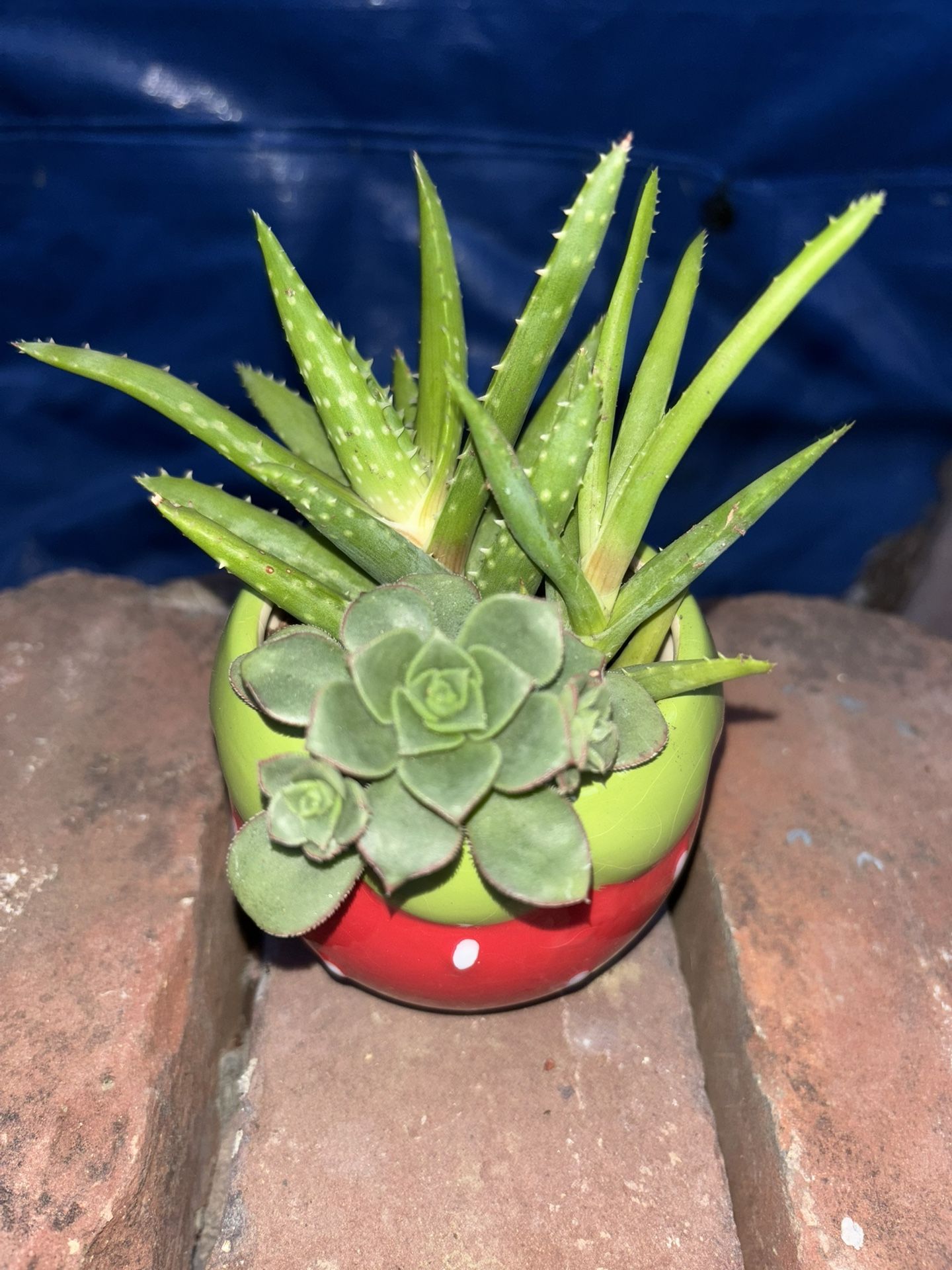 Decorative Small Succulent Pots