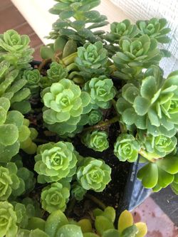 Suculenta