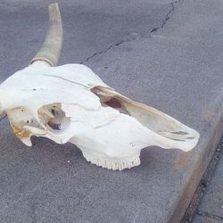 Bull Skull