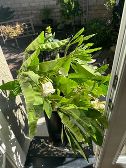 Plumeria cuttings