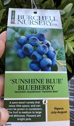 *Semi-Dwarf* Sunshine Blue Blueberry Bush
