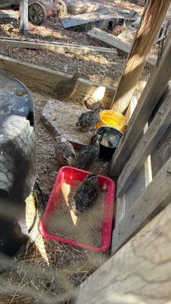 Organic quail eggs 🥚
