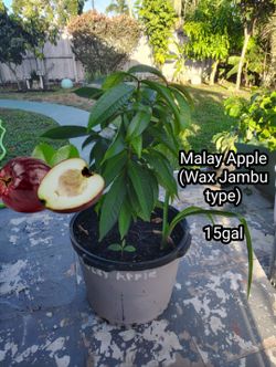 Fruit tree Malay apple