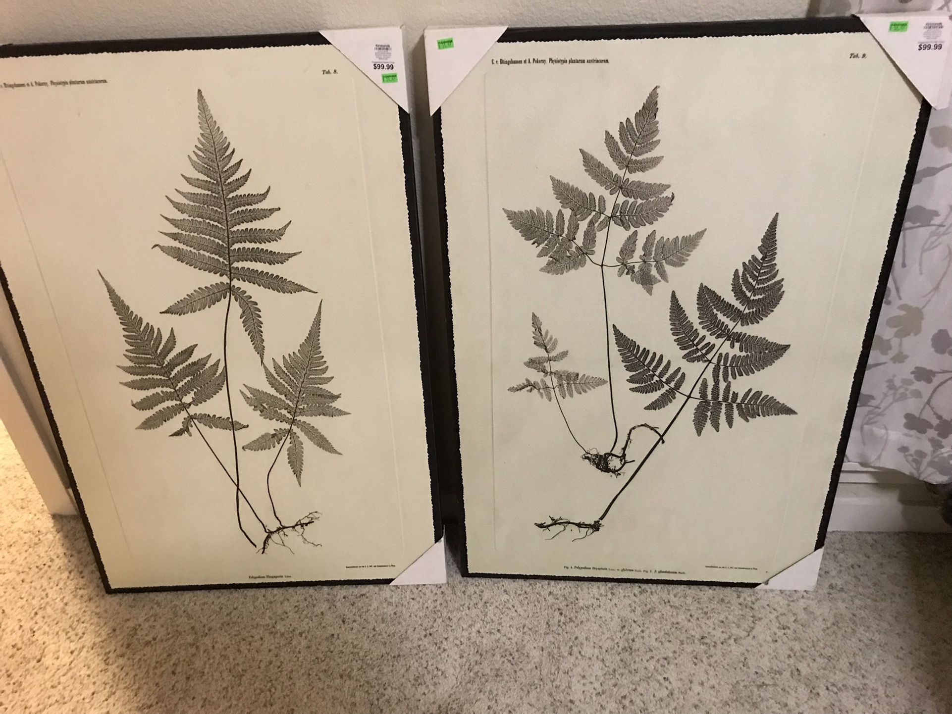 2 Large Botanical Prints  Wall Art (2ft X 3ft (24”x36”)
