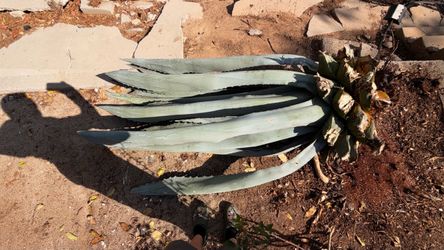 Large Mature Agave