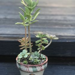 $5 Mixed Succulents In Christmas  pot