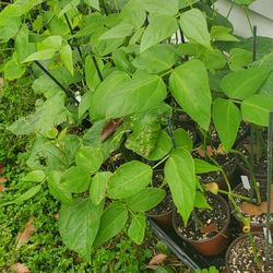 Vegetable Seedlings