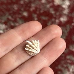 mini Spiny Jewel Box shell