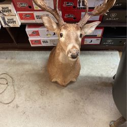 Deer Head