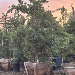 Ligustrum japonicum, Waxleaf Privet Hedges plant, 25gal 