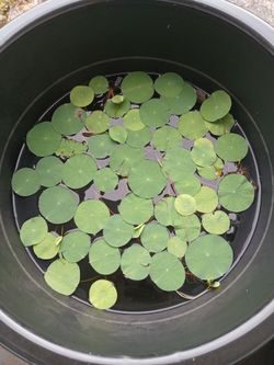Lotus lily pads 3 for $10