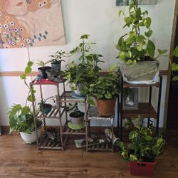 Plants For Sale