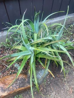 Big free aloe plant