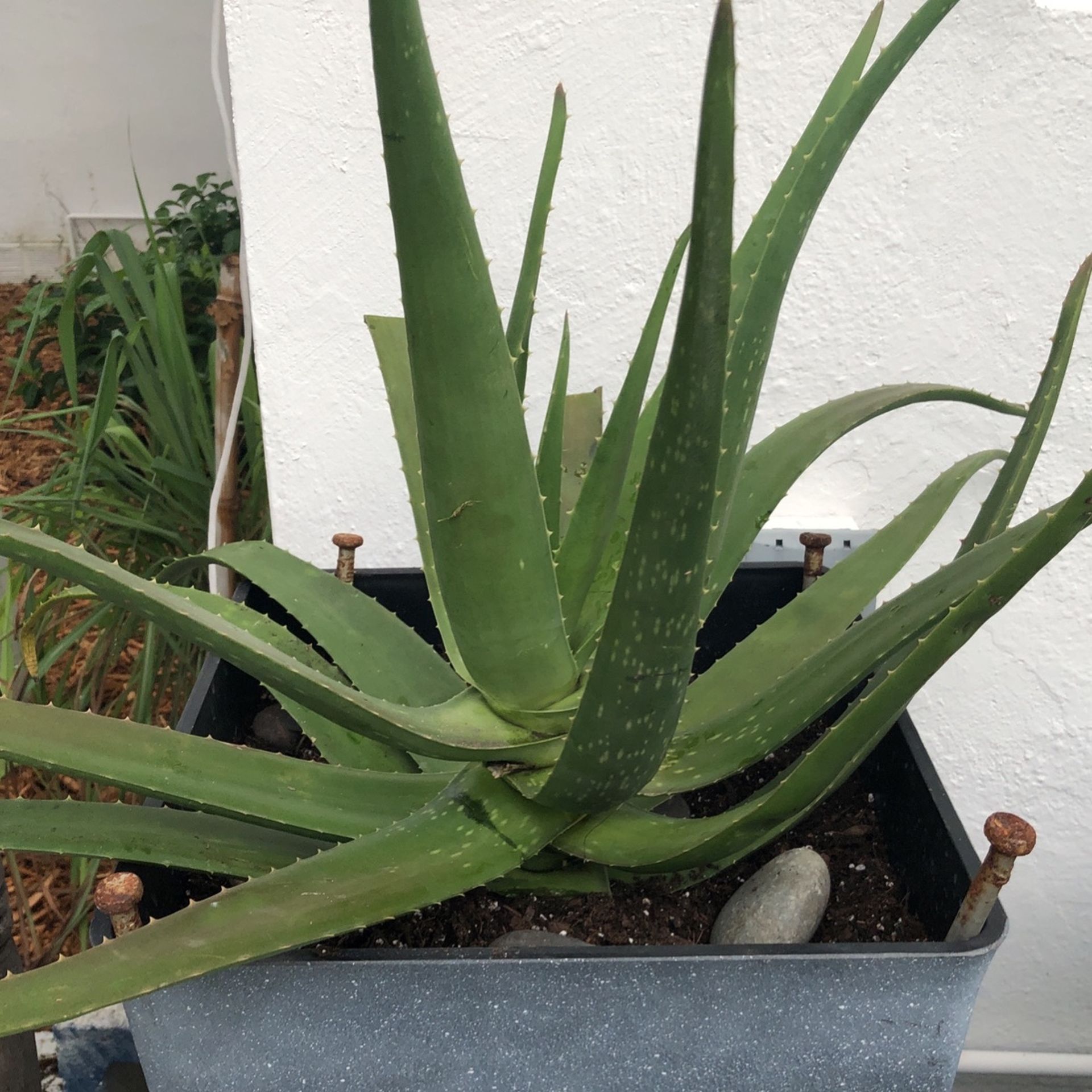 Aloe vera 3 Gal Plant