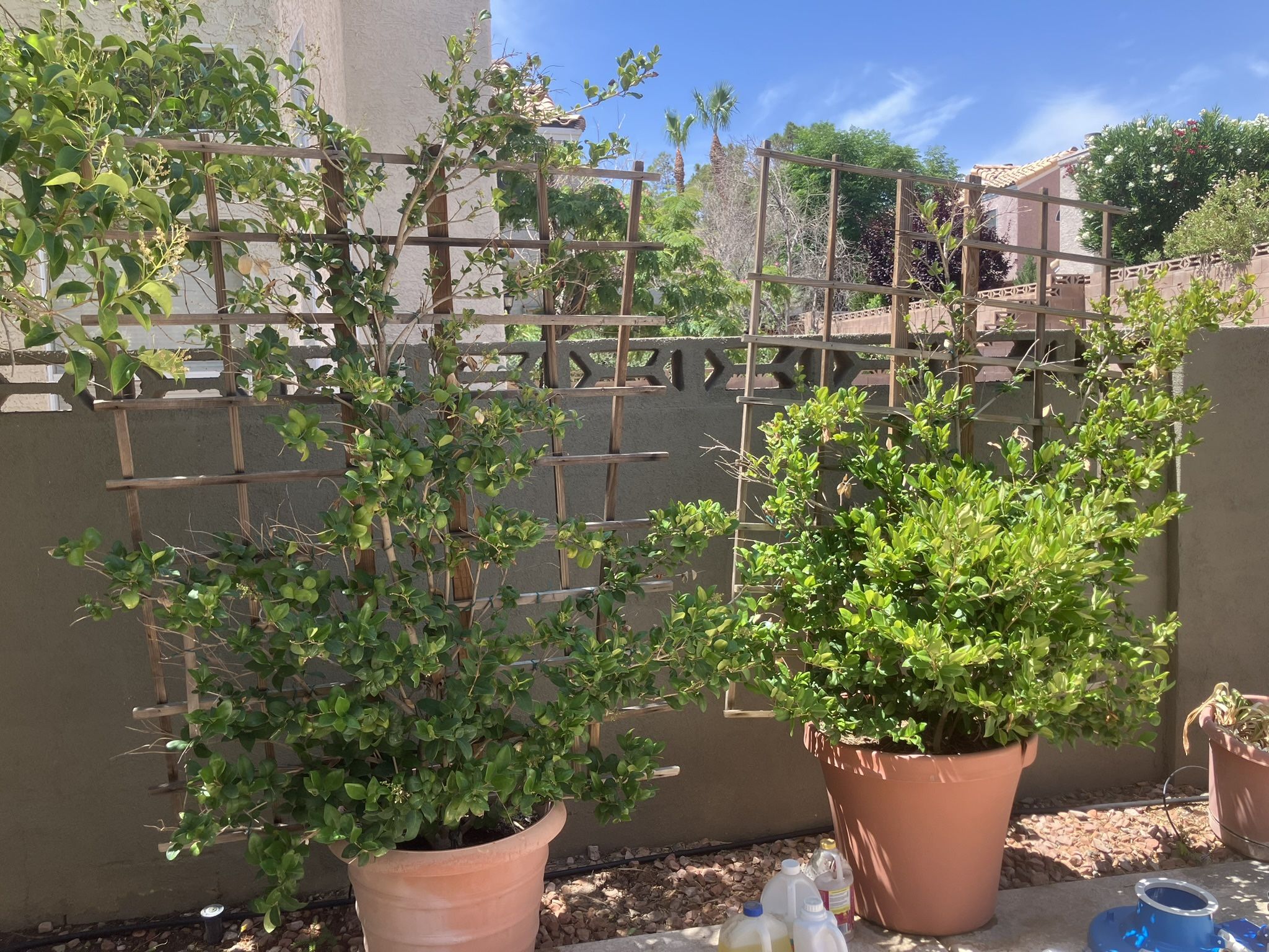 Plants