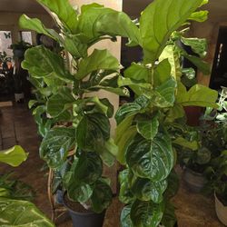 6ft To 7ft Fiddle Leaf Fig Plants In 21in New Composite Pots 