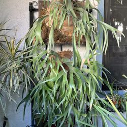 Staghorn Ferns 