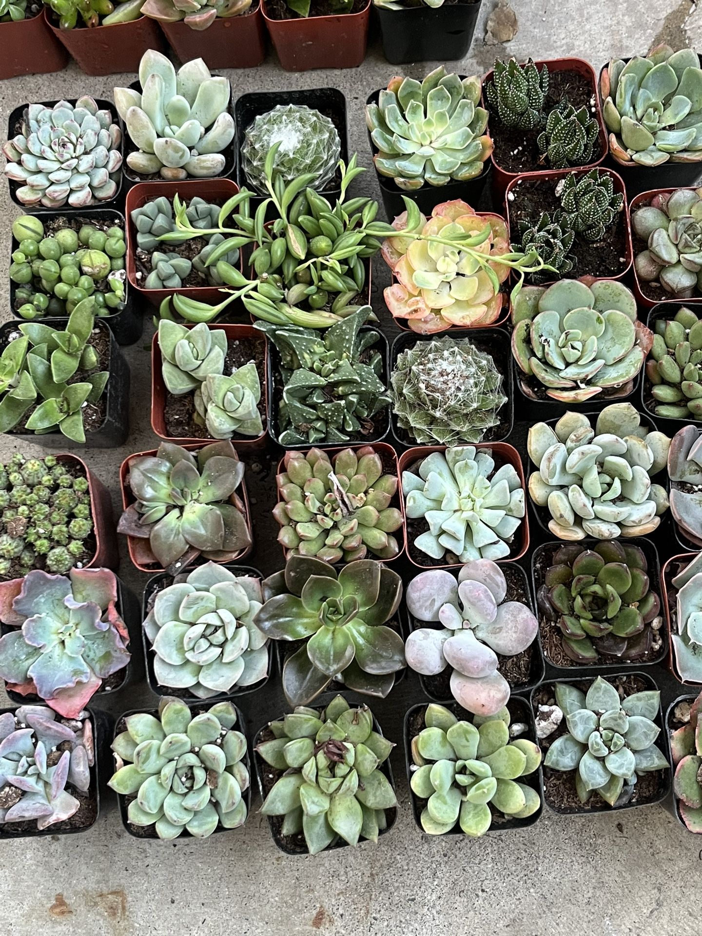 Plants