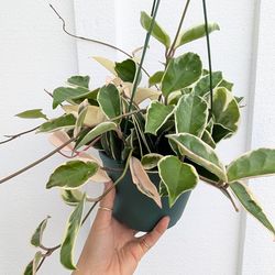 Hoya Carnosa Variegated Krimson Queen Plant 6" Pot - Indoor House Plants