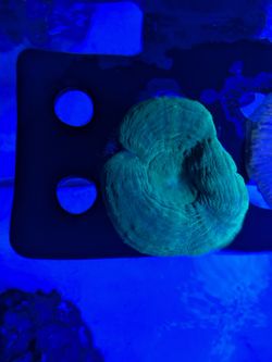 Green Scoly Coral