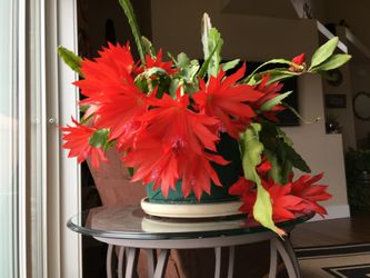 🌺Orchid Cactus - Queen of the Night Starts