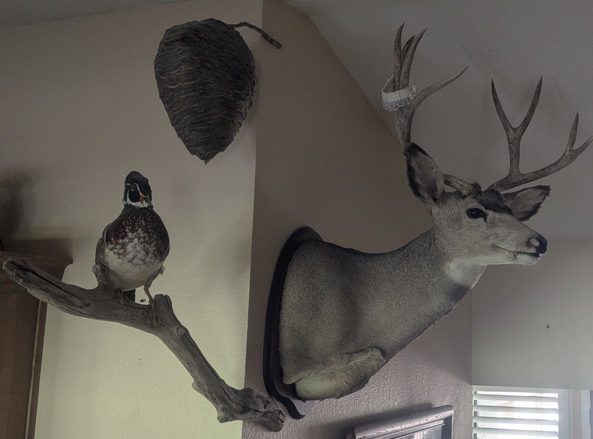 Animal Hanging Collectibles