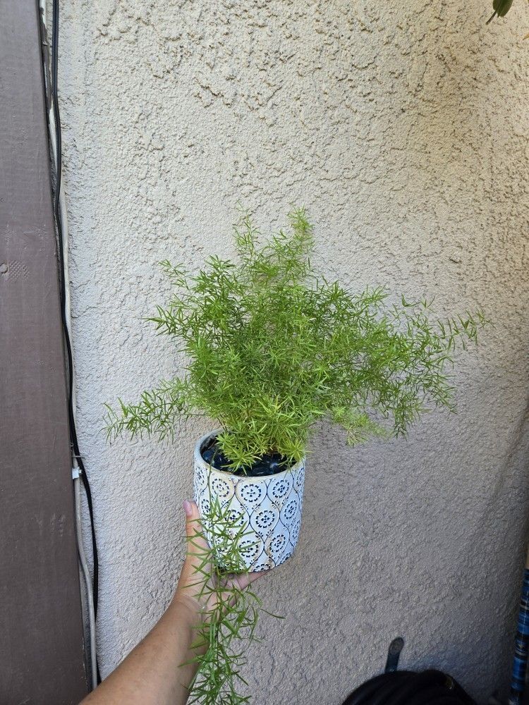 Sparagus Plant/ Planta Espárrago
