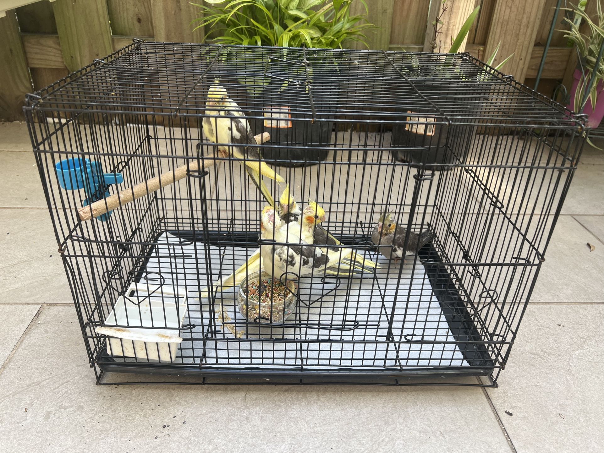 Bird Cage 